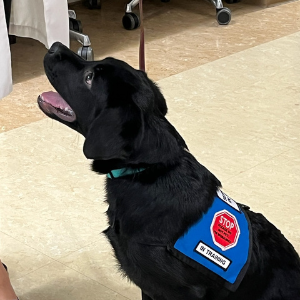 Polite Service Dog Etiquette