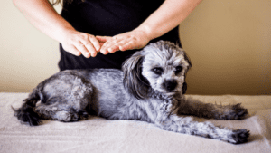 energy healing for pets