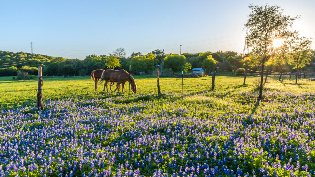 Animal Energy and Spring