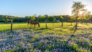 Animal Energy and Spring