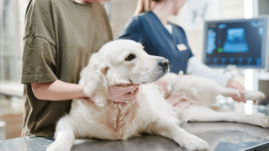 preparing for a vet visit with an animal medical intuitive