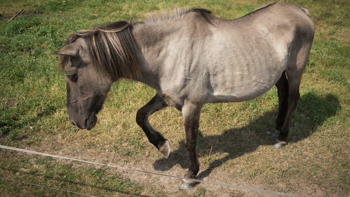 support animals and owners during difficult times