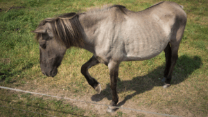 support animals and owners during difficult times