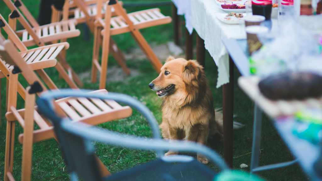 how animals experience summer