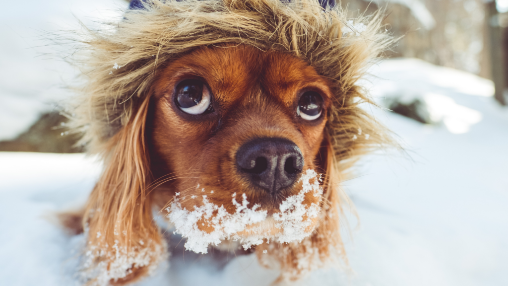 animal emotionally stuck in winter