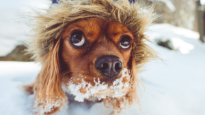animal emotionally stuck in winter