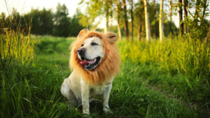 building animal confidence