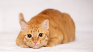 animal confidence