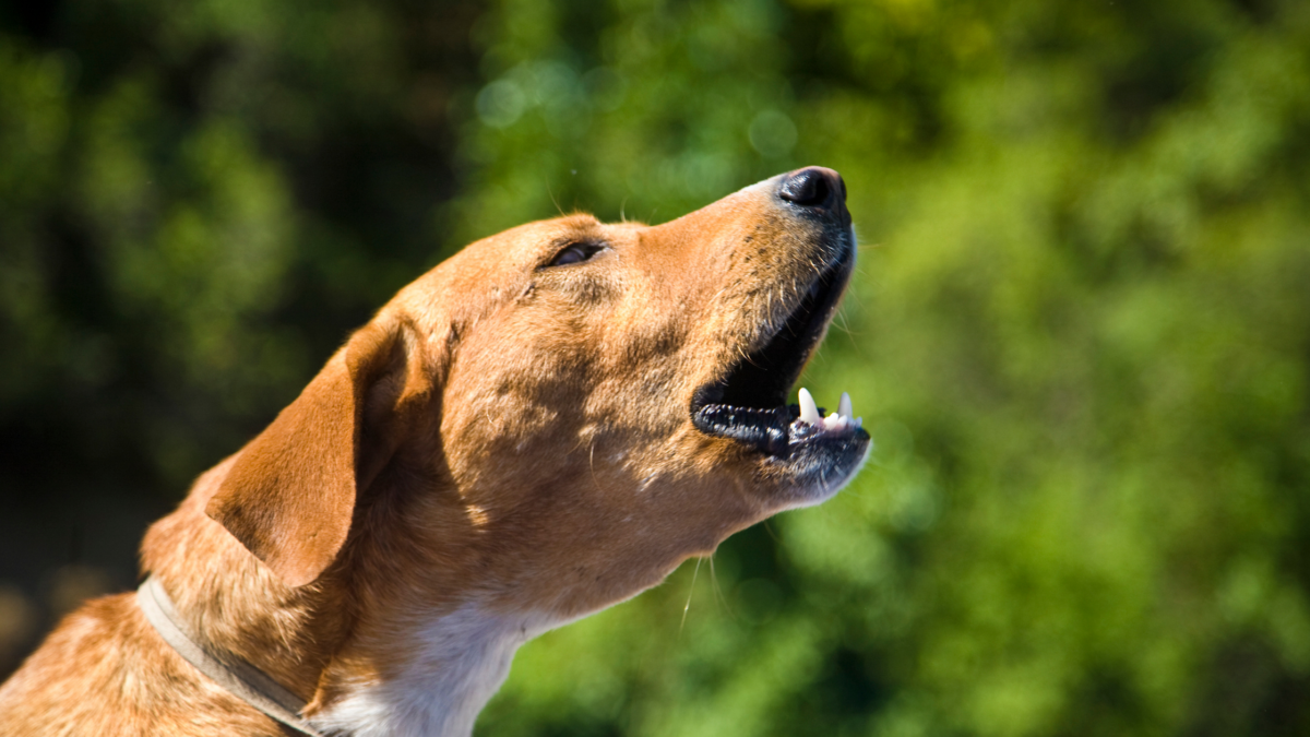 vocalization